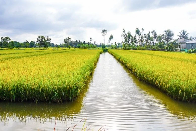 Quy định mới về chuyển đổi cơ cấu cây trồng, vật nuôi trên đất trồng lúa- Ảnh 1.