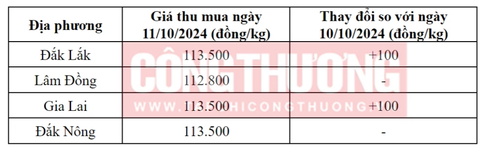 Tham khảo giá cà phê hôm nay ngày 11/10/2024 tại khu vực Tây Nguyên