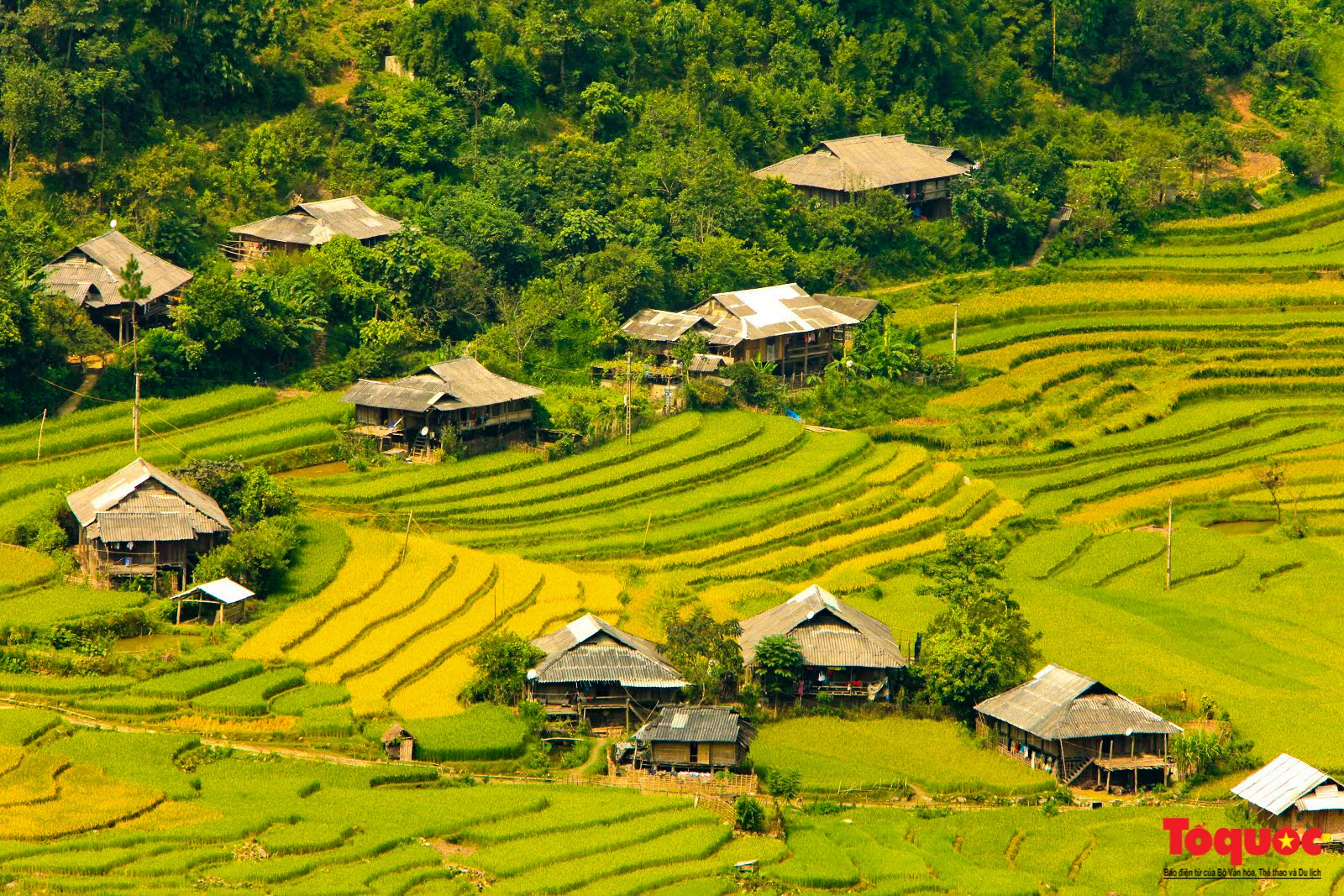 Mùa vàng rực rỡ trên những thửa ruộng bậc thang ở Mù Cang Chải - Ảnh 3.