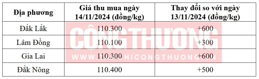 Tham khảo giá cà phê hôm nay ngày 14/11/2024 tại khu vực Tây Nguyên