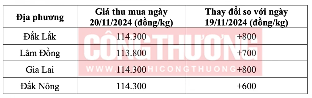 Tham khảo giá cà phê hôm nay ngày 20/11/2024 tại khu vực Tây Nguyên