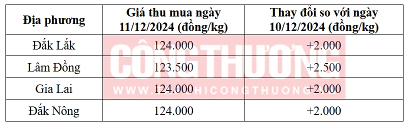 Tham khảo giá cà phê hôm nay ngày 11/12/2024 tại khu vực Tây Nguyên