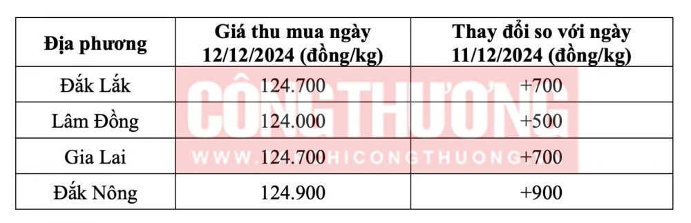 Tham khảo giá cà phê hôm nay ngày 12/12/2024 tại khu vực Tây Nguyên