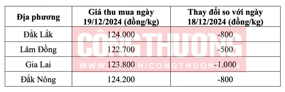 Tham khảo giá cà phê hôm nay ngày 19/12/2024 tại khu vực Tây Nguyên