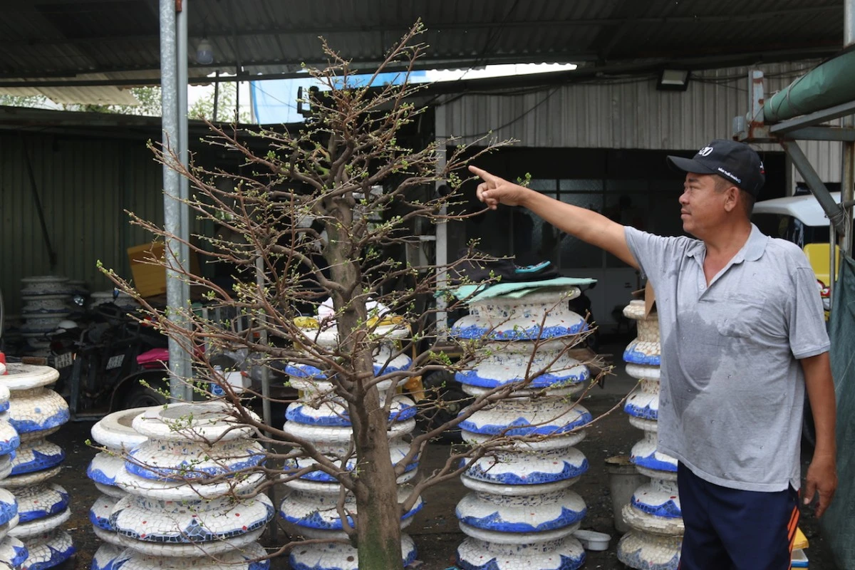 (chọn và chỉnh sửa ảnh , sáng mai up lên cms) Các vườn mai tại TP.HCM “tất bật vào Tết”