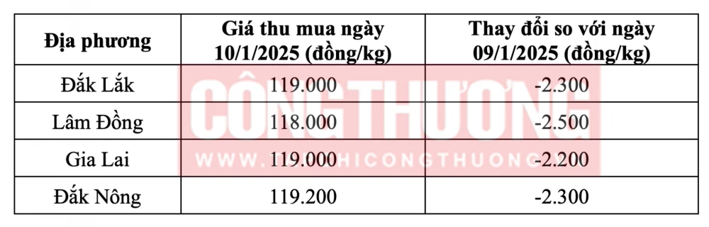 Tham khảo giá cà phê hôm nay ngày 10/1/2025 tại khu vực Tây Nguyên