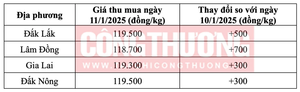 Tham khảo giá cà phê hôm nay ngày 11/1/2025 tại khu vực Tây Nguyên