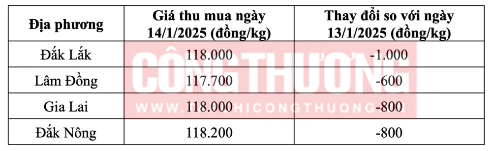 Tham khảo giá cà phê hôm nay ngày 14/1/2025 tại khu vực Tây Nguyên