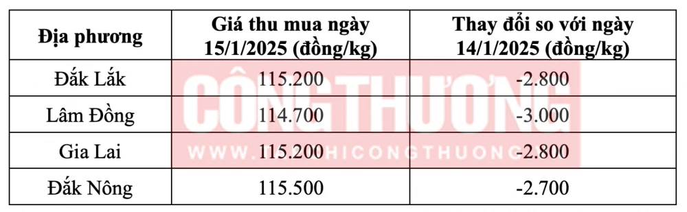 Tham khảo giá cà phê hôm nay ngày 15/1/2025 tại khu vực Tây Nguyên