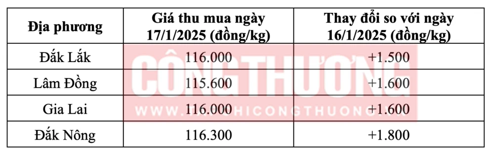 Tham khảo giá cà phê hôm nay ngày 17/1/2025 tại khu vực Tây Nguyên