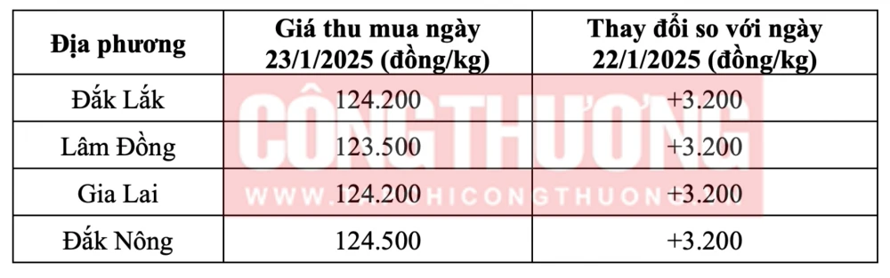 Tham khảo giá cà phê hôm nay ngày 23/1/2025 tại khu vực Tây Nguyên