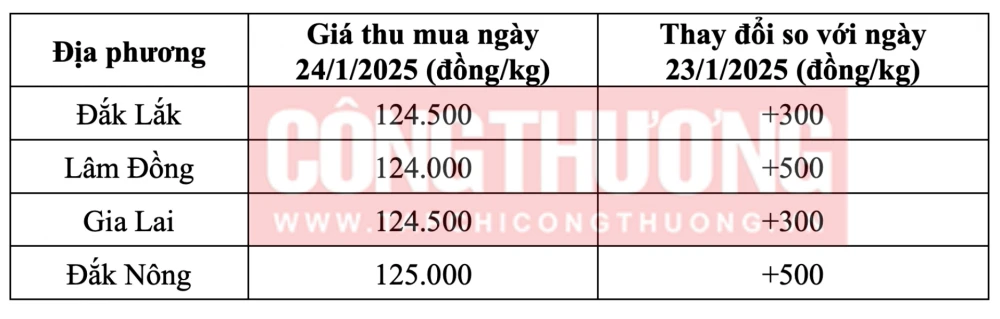 Tham khảo giá cà phê hôm nay ngày 24/1/2025 tại khu vực Tây Nguyên