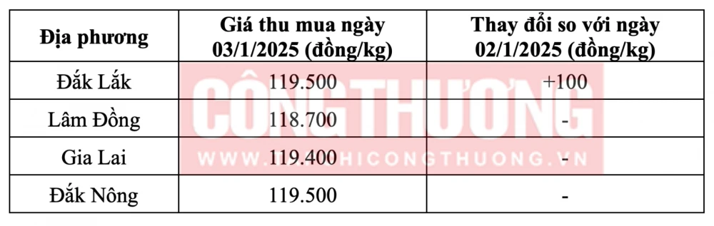 Tham khảo giá cà phê hôm nay ngày 3/1/2025 tại khu vực Tây Nguyên