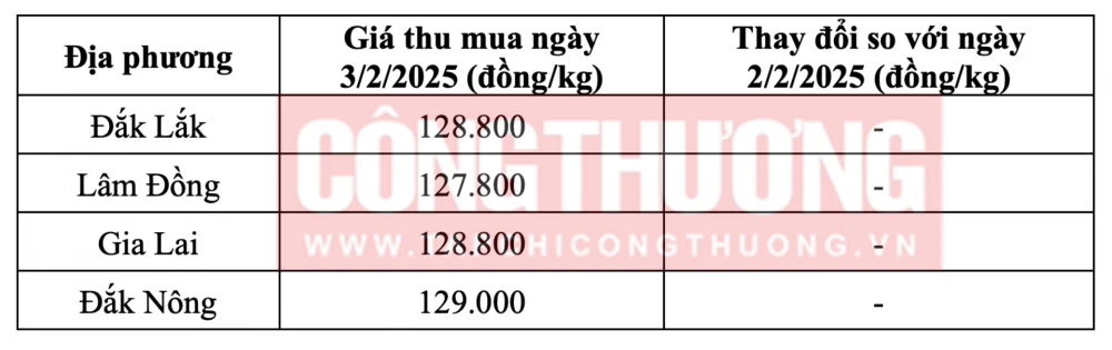 Tham khảo giá cà phê hôm nay ngày 3/2/2025 tại khu vực Tây Nguyên