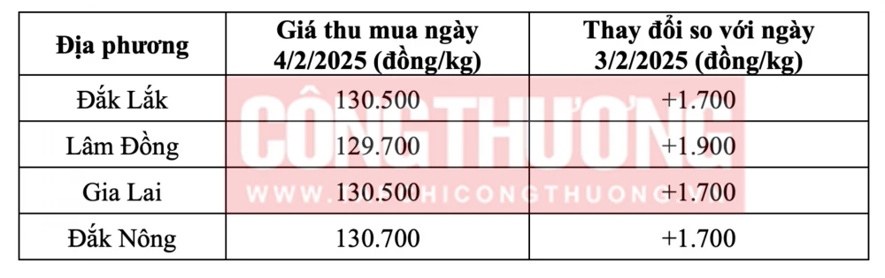 Tham khảo giá cà phê hôm nay ngày 4/2/2025 tại khu vực Tây Nguyên