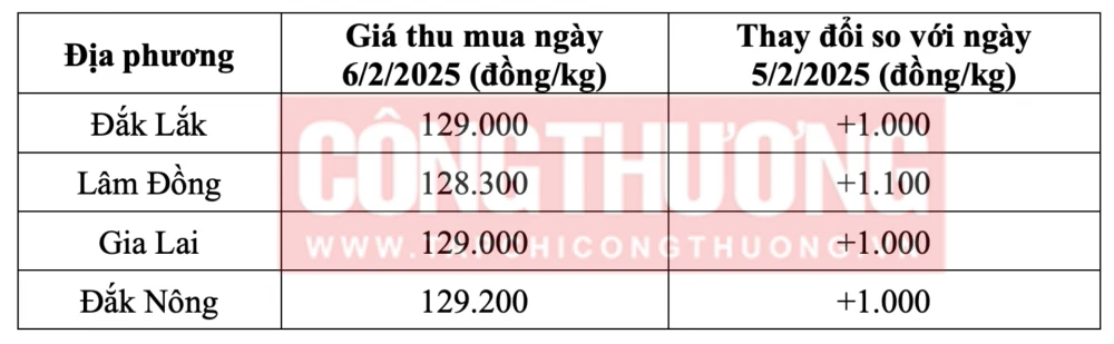 Tham khảo giá cà phê hôm nay ngày 6/2/2025 tại khu vực Tây Nguyên