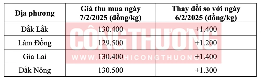 Tham khảo giá cà phê hôm nay ngày 7/2/2025 tại khu vực Tây Nguyên