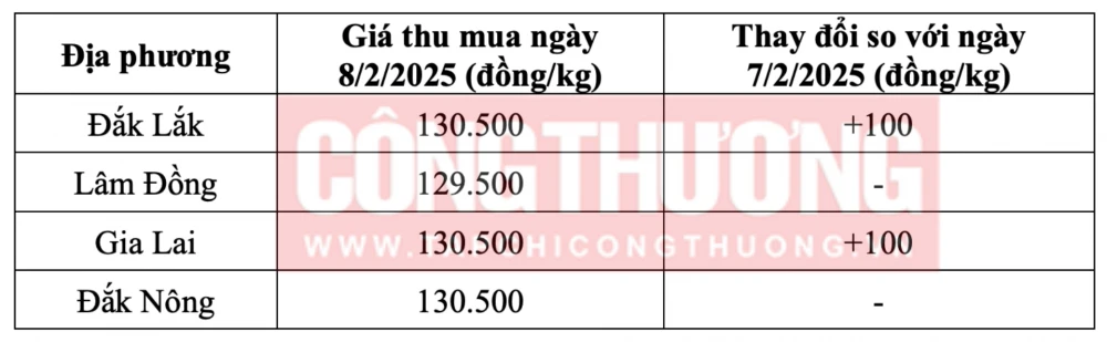 Tham khảo giá cà phê hôm nay ngày 8/2/2025 tại khu vực Tây Nguyên