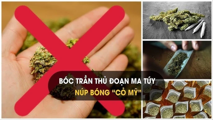 Ma túy "cỏ Mỹ" cực kỳ nguy hiểm đối với cơ thể người. (Ảnh: minh hoạ)