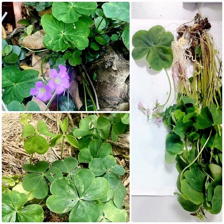 Nguy kịch vì chữa bệnh theo các bài thuốc dân gian