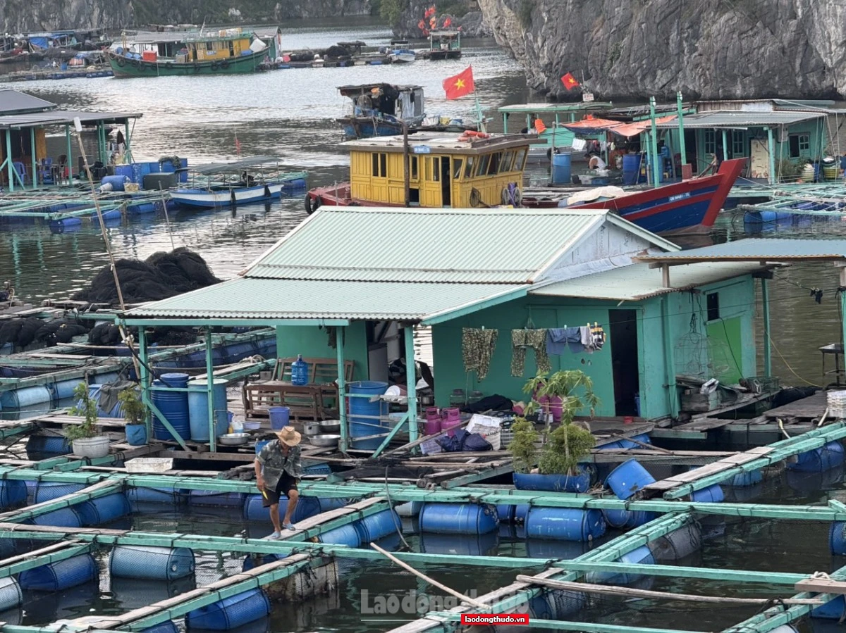 Làng chài Cái Bèo và hành trình trở lại nguyên sơ