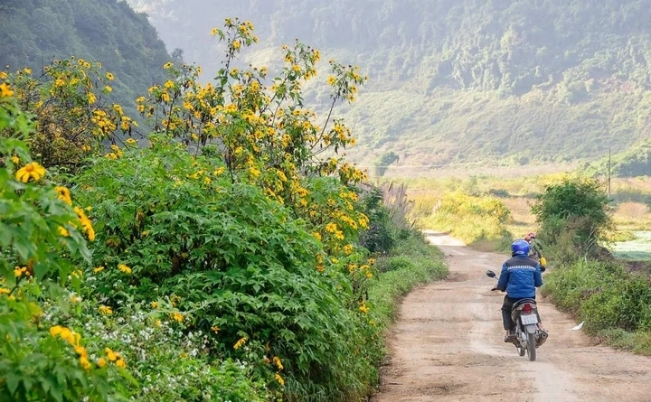 Hoa dã quỳ xuất hiện nhiều bên quốc lộ 6, đường vào bản Thông Cuông, Ba Phách...(Ảnh: Mia)