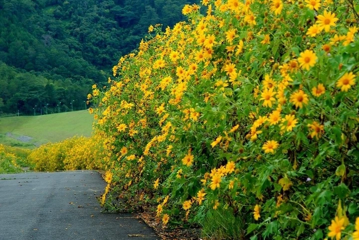 Tour ngắm dã quỳ Măng Đen từ TP.HCM 4 ngày 3 đêm di chuyển bằng ô tô, ở khách sạn 3 sao giá từ 3,79 triệu đồng/người. Nếu ở khách sạn 4 sao mức giá là 4,79 triệu đồng/người. (Ảnh: Facebook)