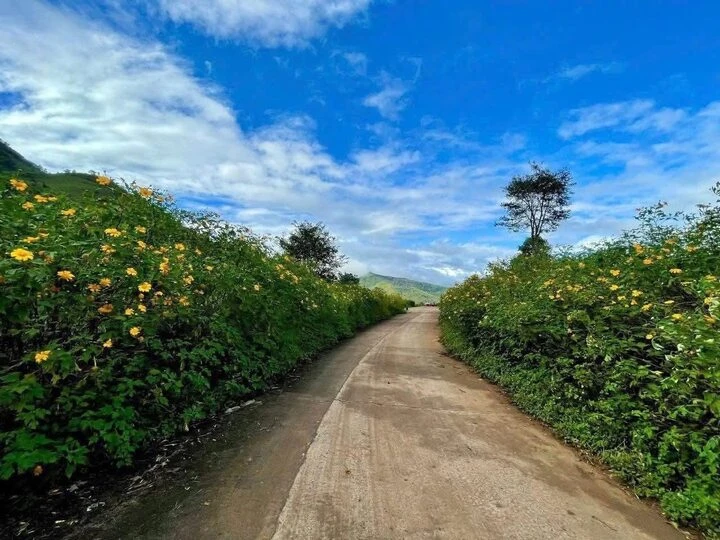 Du khách từ Hà Nội muốn ngắm dã quỳ ở Măng Đen có thể tham khảo tour Hà Nội - Buôn Mê Thuột - Kon Tum - Măng Đen - Pleiku 4 ngày 3 đêm, giá từ 6,49 - 7,19 triệu đồng/người. Giá đã bao gồm vé máy bay. (Ảnh: VinWonders)