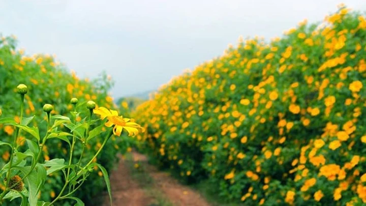 Tour ngắm dã quỳ Đà Lạt trong ngày dao động từ 500.000 - 600.000 đồng. Trong khi đó, tour ngắm dã quỳ Đà Lạt 3 ngày 2 đêm giá từ 3 triệu đồng. Tuy nhiên, mức giá này chưa bao gồm vé máy bay khứ hồi Hà Nội - Đà Lạt. (Ảnh: ivivu)