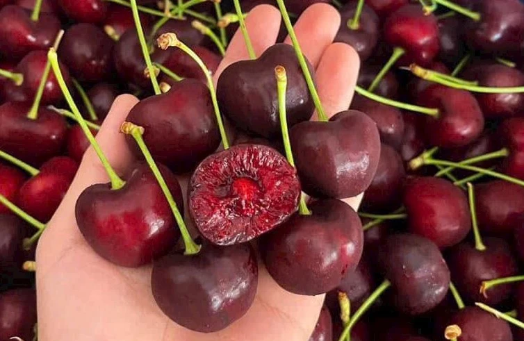 Cherry đang vào mùa giá rẻ: Thấy 3 loại này ngoài chợ, dù giá thấp cũng đừng mua kẻo “tiền mất tật mang”- Ảnh 4. Cherry đang vào mùa giá rẻ: Thấy 3 loại này ngoài chợ, dù giá thấp cũng đừng mua kẻo “tiền mất tật mang”- Ảnh 4.