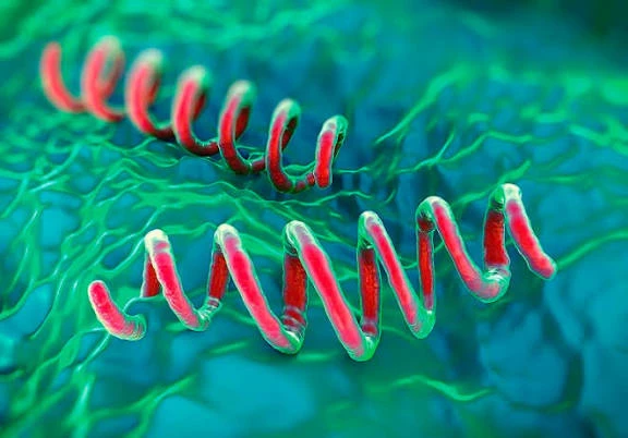 Hình ảnh xoắn khuẩn giang mai - ảnh minh họa: T.H.