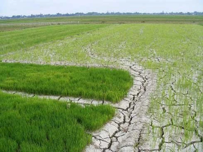 Chủ động ứng phó xâm nhập mặn ở ĐBSCL và hạn hán, cháy rừng ở khu vực Nam Trung Bộ và Đông Nam Bộ- Ảnh 1.