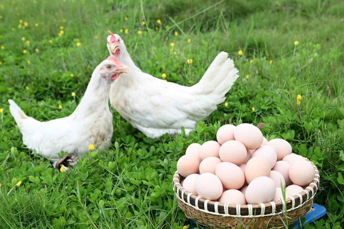 Hé lộ 4 mánh khóe thường gặp khi mua trứng! Chỉ cần nhớ 2 điểm này bạn sẽ không bị lừa- Ảnh 5. Hé lộ 4 mánh khóe thường gặp khi mua trứng! Chỉ cần nhớ 2 điểm này bạn sẽ không bị lừa- Ảnh 5.