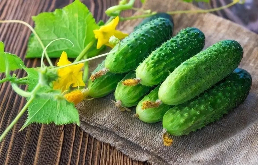 Đối với những người mắc các bệnh mãn tính nhất định, thói quen ăn sống dưa chuột cần được xem xét kỹ hơn. (Ảnh: ITN).