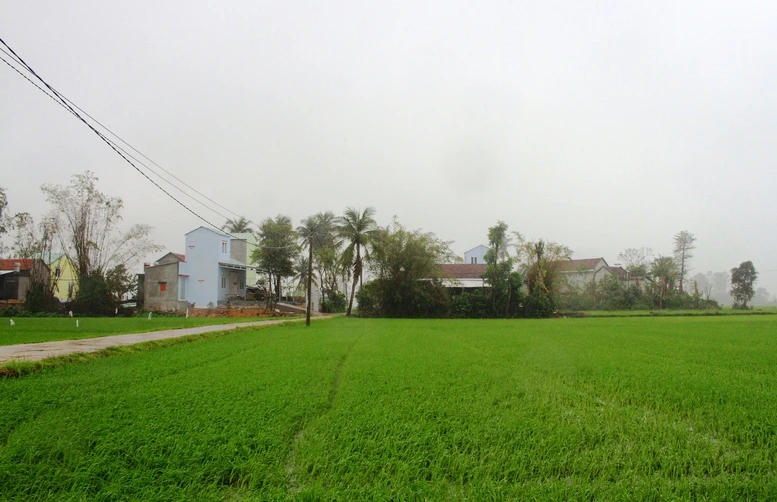 'Rốn lũ' Hòa Thịnh: Miền xanh hy vọng đã nảy mầm- Ảnh 1.