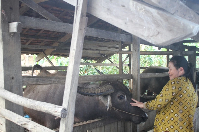 'Rốn lũ' Hòa Thịnh: Miền xanh hy vọng đã nảy mầm- Ảnh 6.