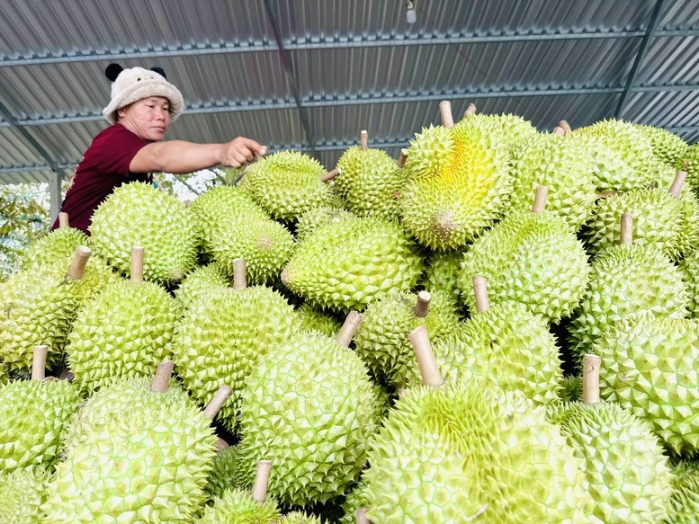 Gỡ "nút thắt" kiểm nghiệm, tổ chức lại chuỗi giá trị sầu riêng bền vững- Ảnh 1. Gỡ "nút thắt" kiểm nghiệm, tổ chức lại chuỗi giá trị sầu riêng bền vững- Ảnh 1.